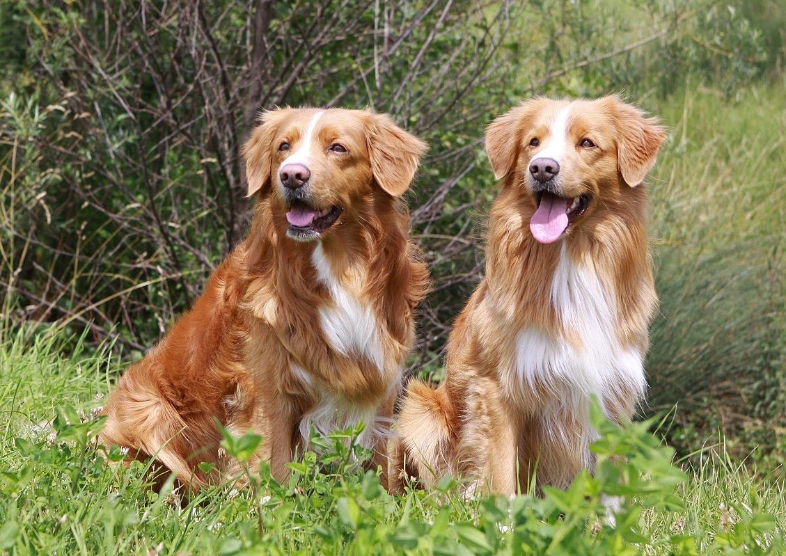 Novia duck best sale tolling retriever