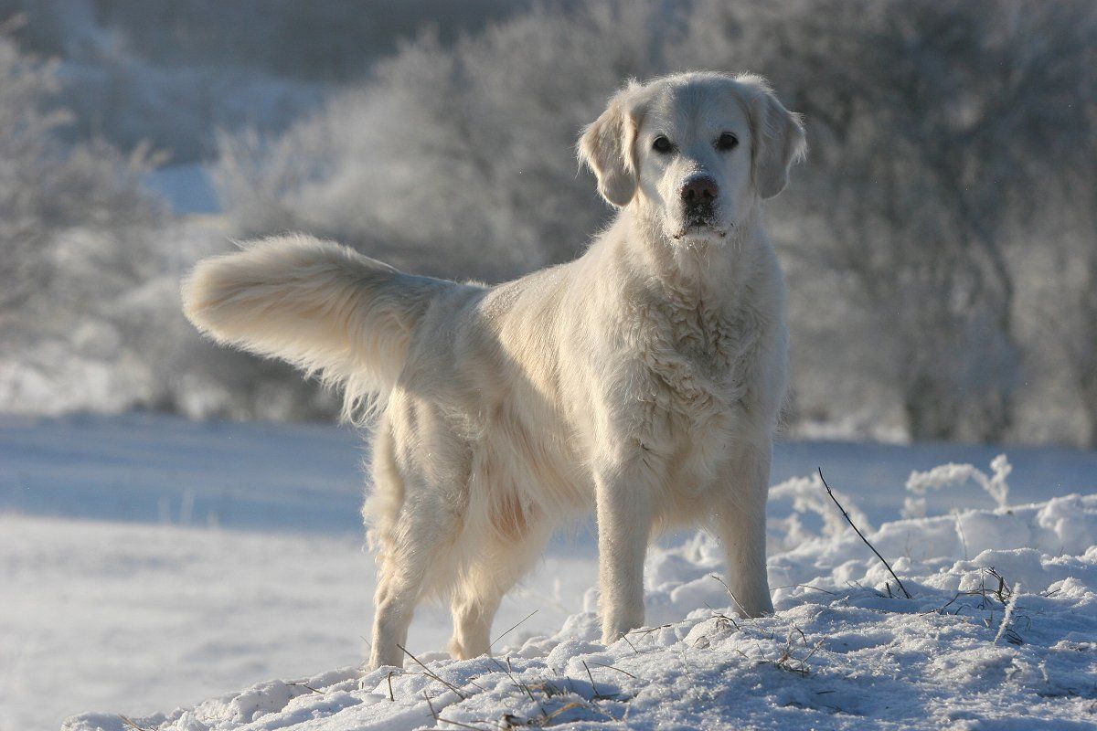 kann ein golden retriever frieren