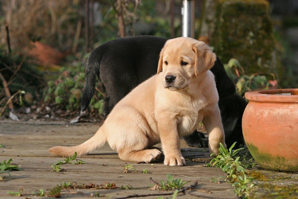 Droll Yellow Labrador Vs Golden Retriever