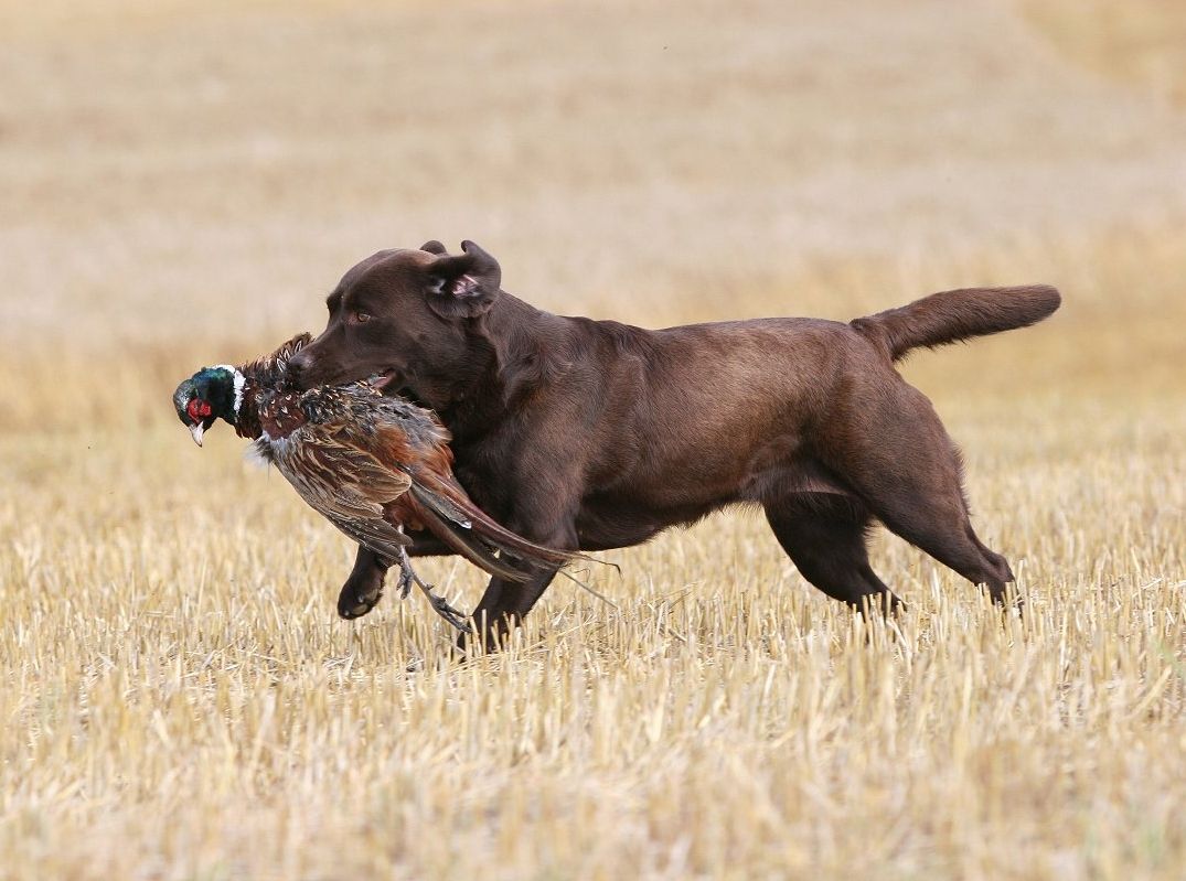 wie gross ist ein ausgewachsener labrador