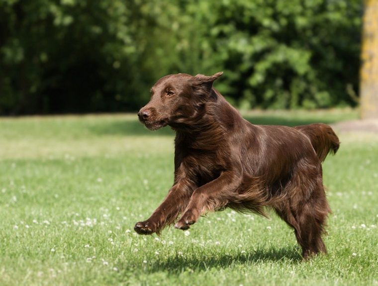 Lucky Flat Coated Retriever Puppy Stock Photo Picture And Royalty Free Image Image 30522178