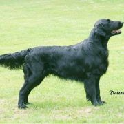 Die Sechs Retrieverrassen Deutscher Retriever Club E V